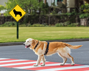 Dogs At Play Signs